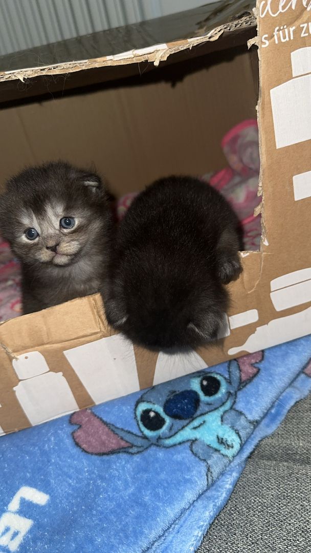 Wunderschöne Babykatzen – Maine Coon x Somali 🐾