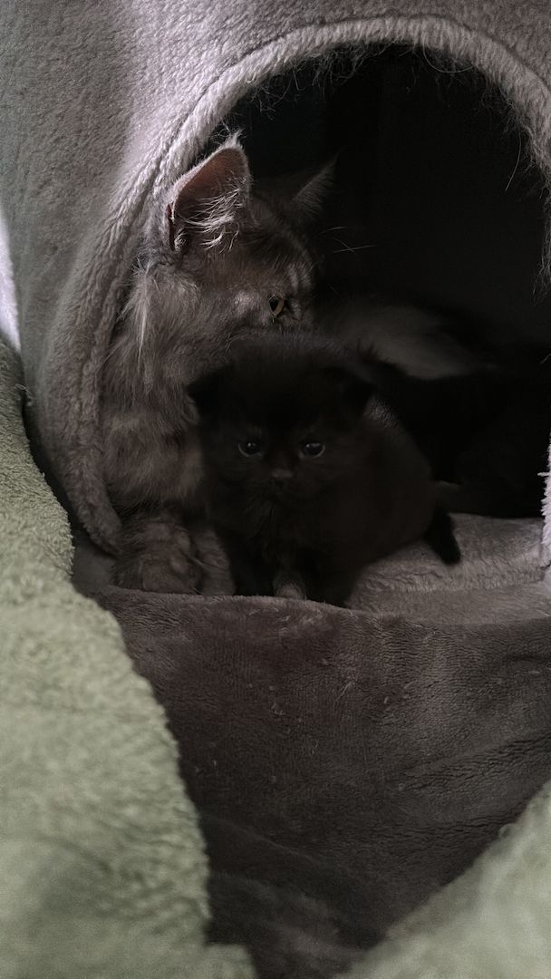 Wunderschöne Babykatzen – Maine Coon x Somali 🐾