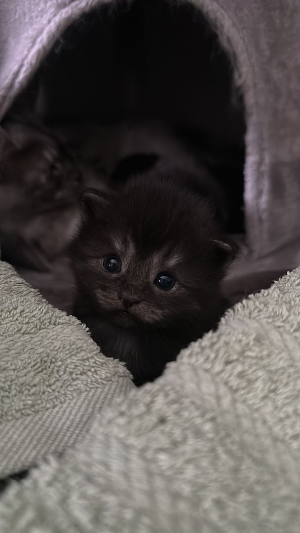 Wunderschöne Babykatzen – Maine Coon x Somali 🐾