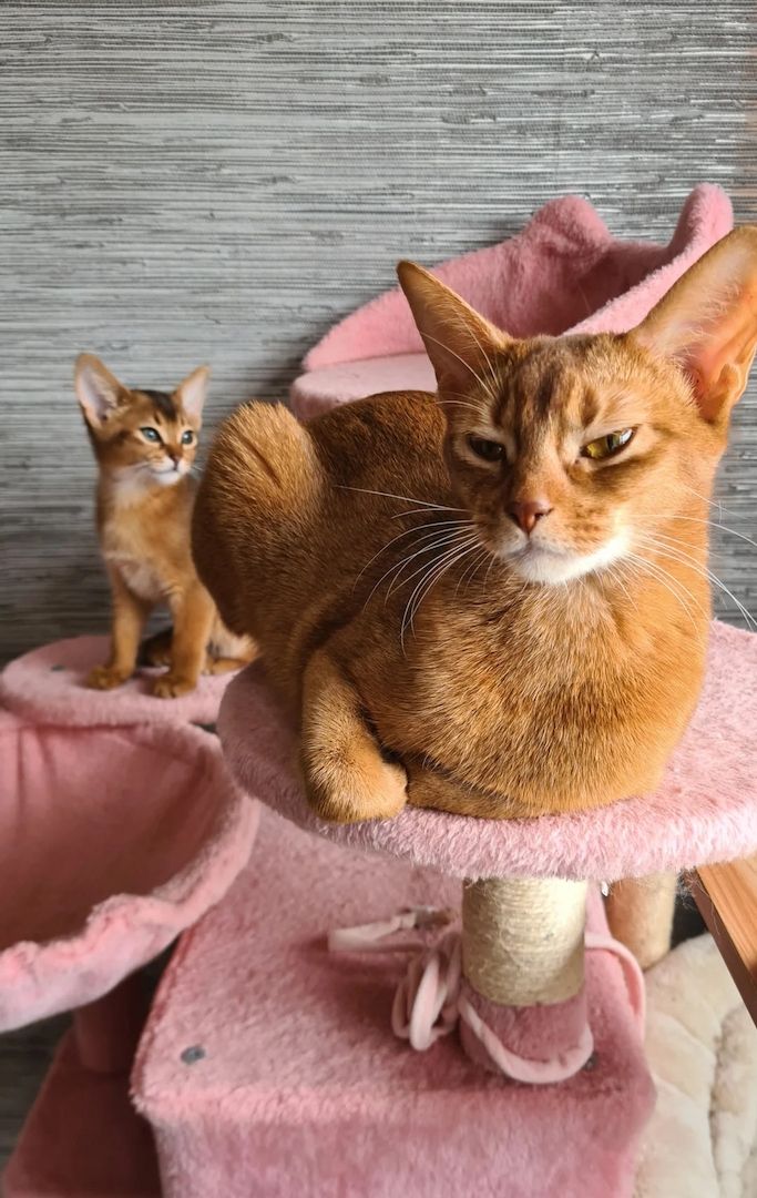 Entzückende Abessinierkätzchen