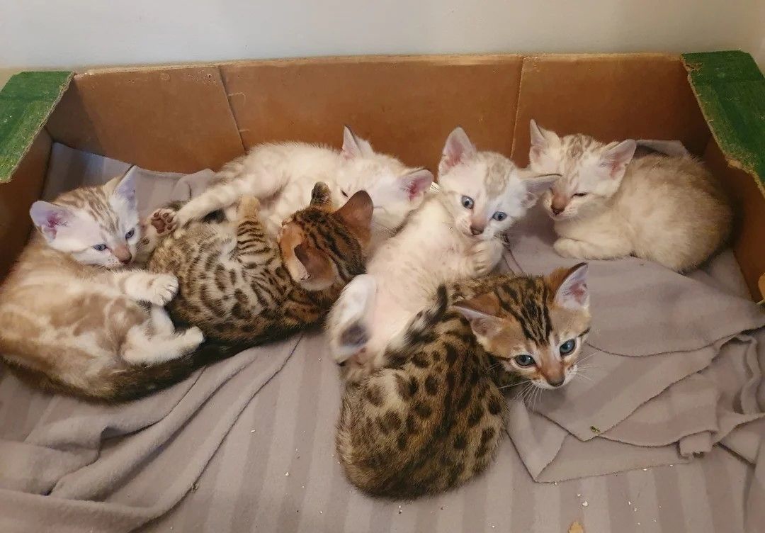 6 reine Bengal-Kätzchen zu verkaufen