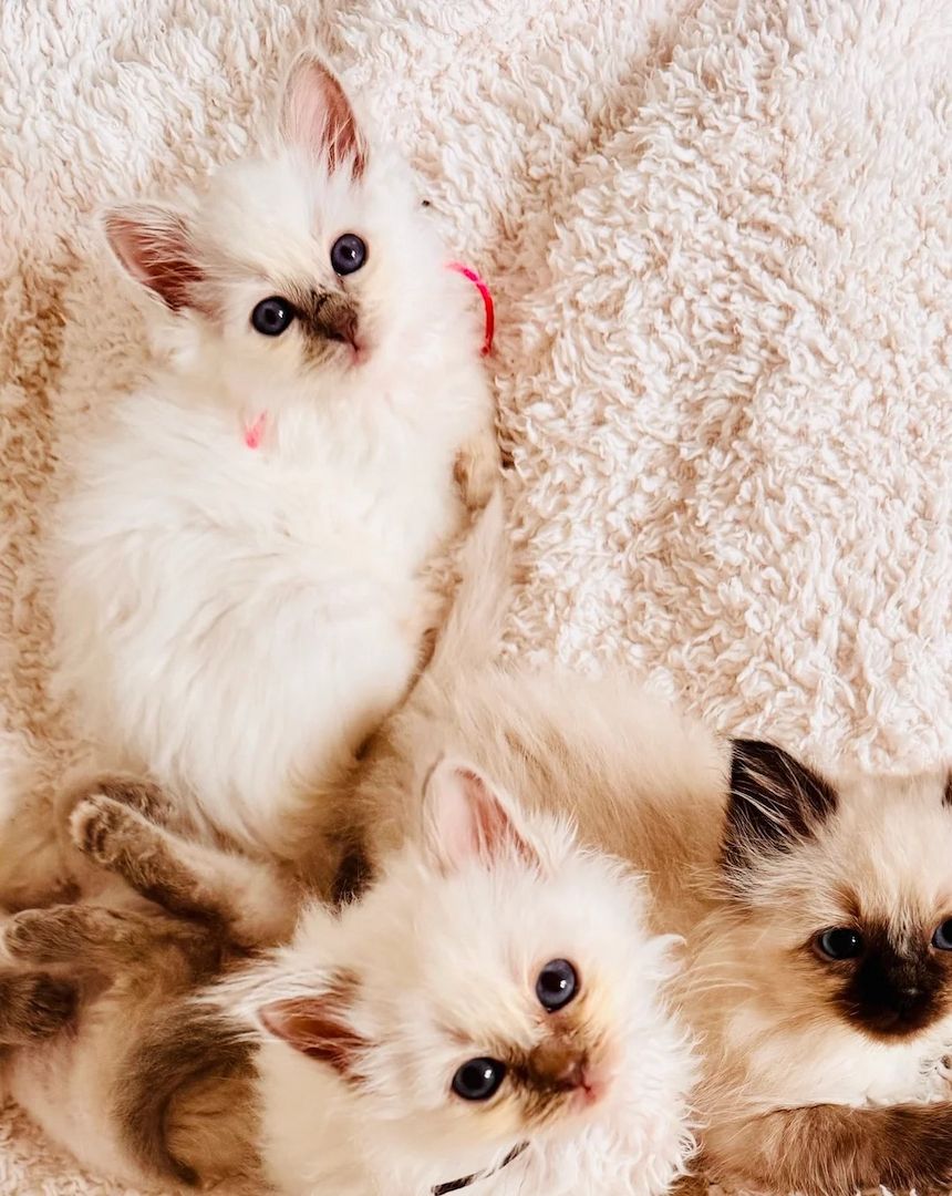 Wunderschöne Birma-Kätzchen verfügbar