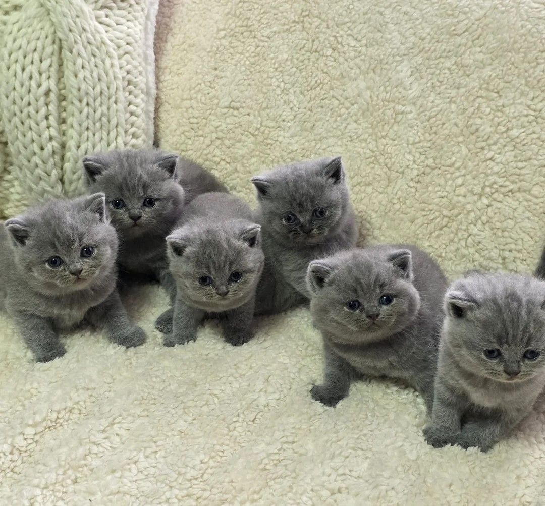 BRITISCH KURZHAAR KÄTZCHEN