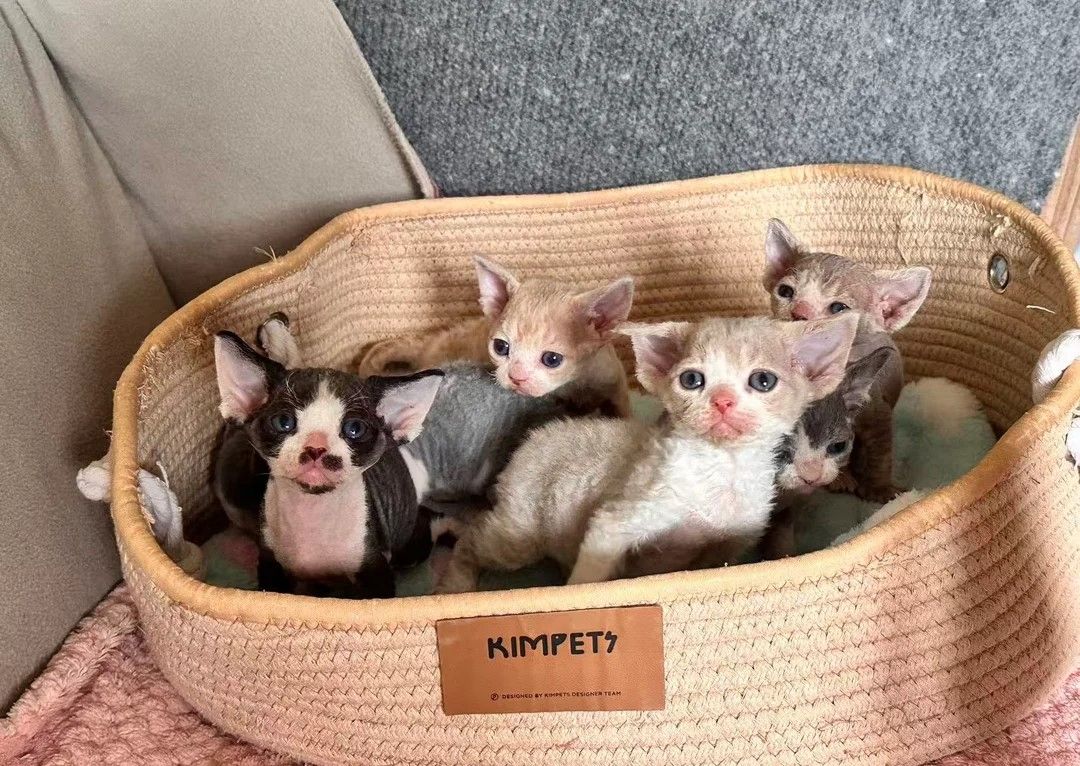 Entzückende reinrassige Devon Rex Kätzchen