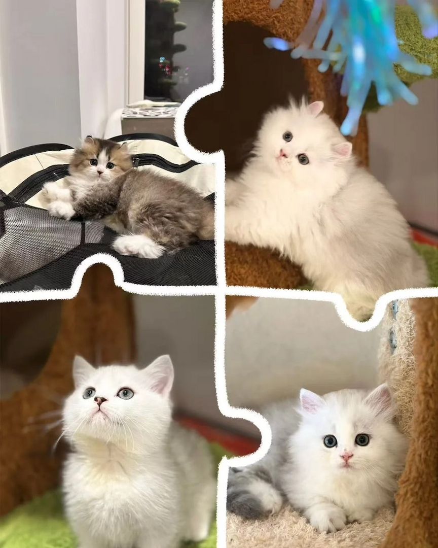 Super atemberaubendes und seltenes Menuett