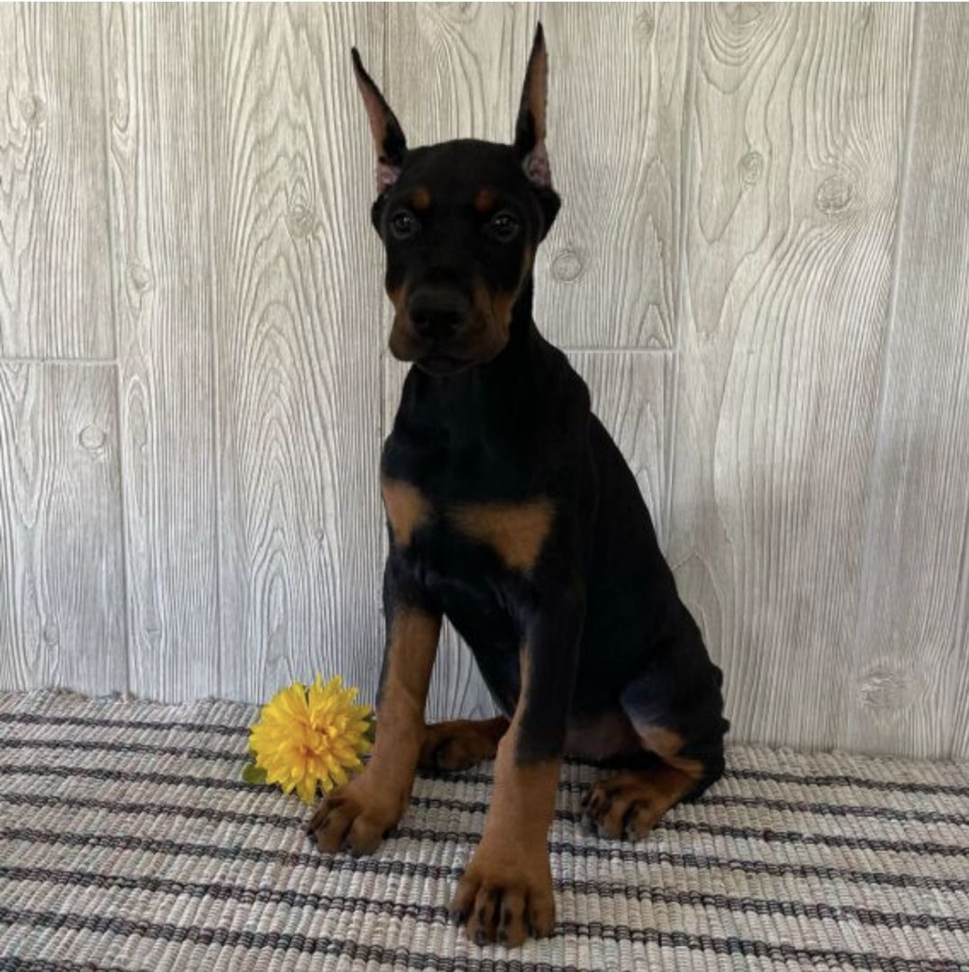 Entzückende Dobermann-Welpen bereit für ein liebevolles Zuhause
