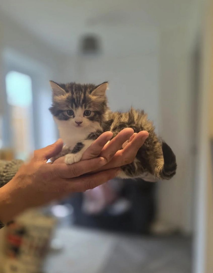 Norwegische Waldkatze flauschige Kätzchen