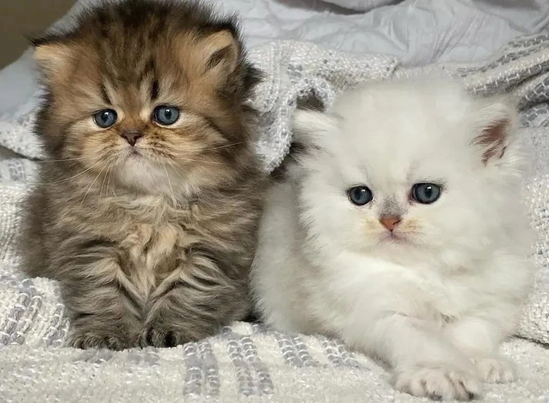wunderschöner Wurf Kätzchen. Perserkätzchen