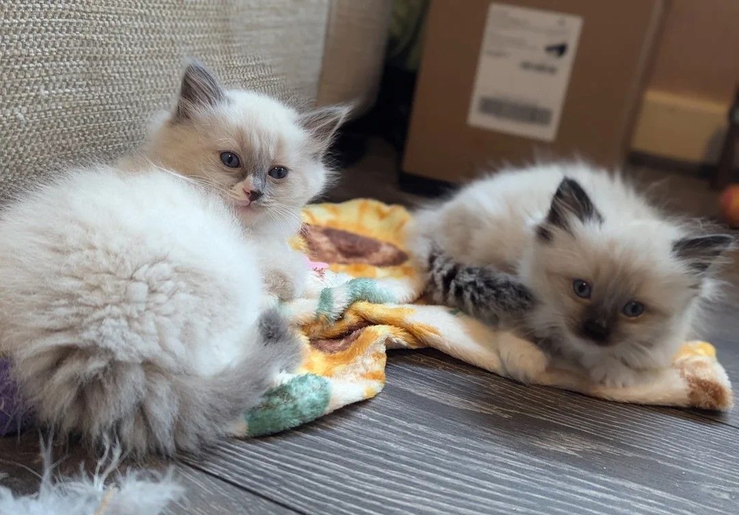 2 wunderschöne Ragdolls suchen ein neues Zuhause. 2 wunderschöne Ragdolls suchen ein neues Zuhause.