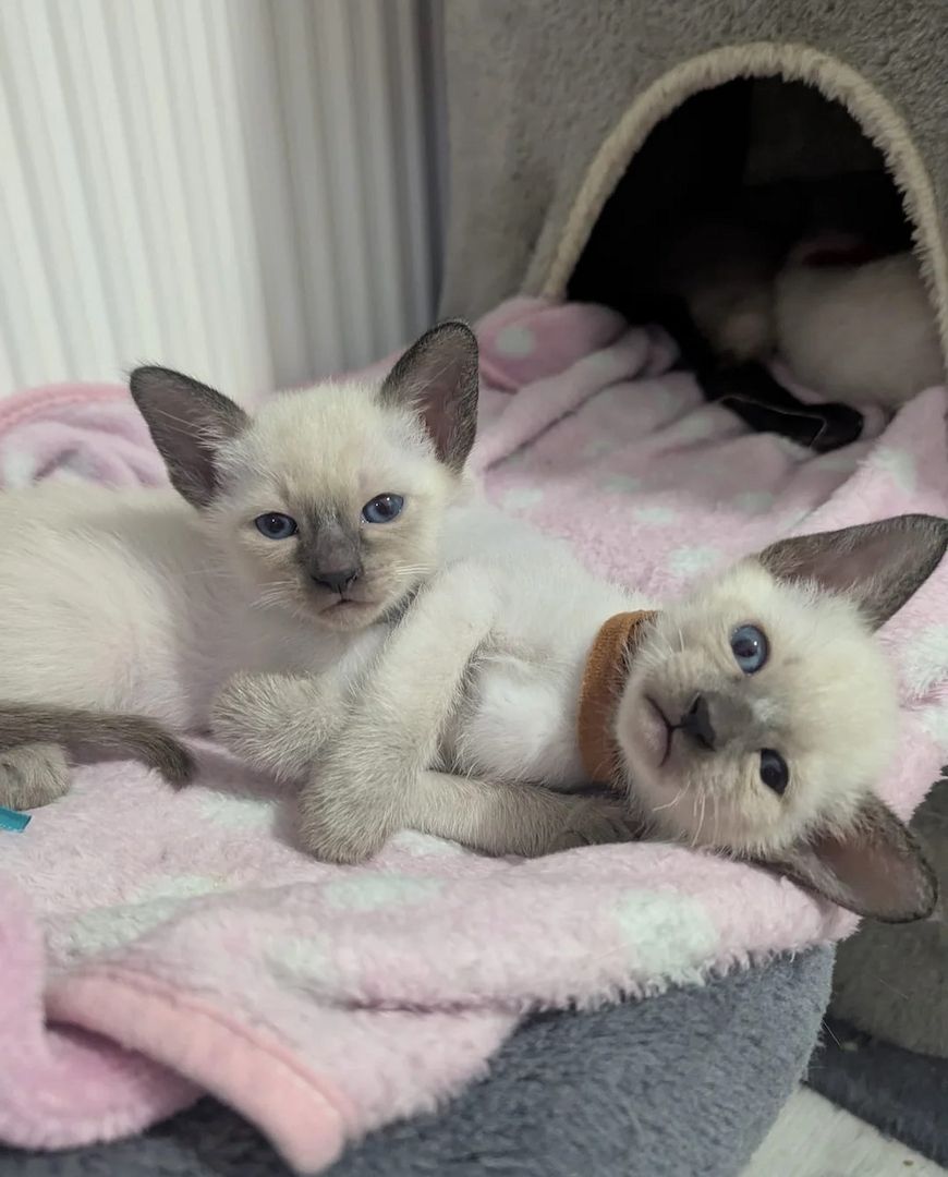 Siamkätzchen – reinrassige