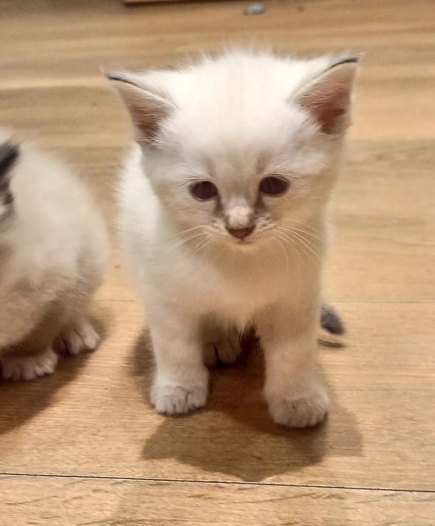 #4 schöne sibirische Kater