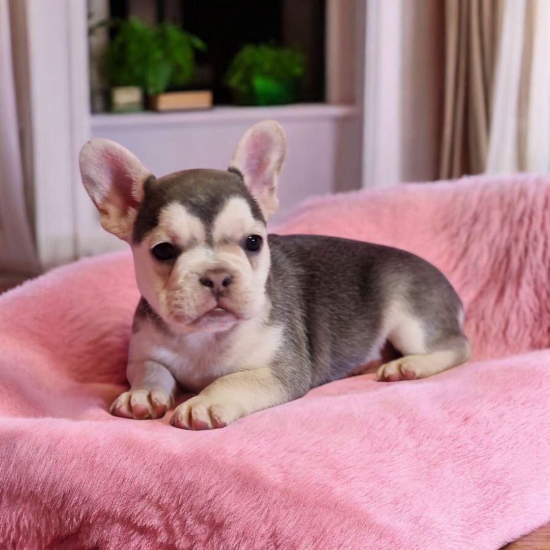 🐶 Französische Bulldoggen-Welpen mit seltenem Husky-Farbton 💎