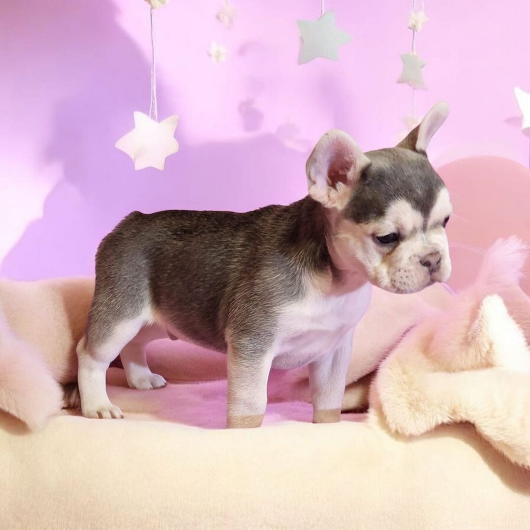 🐶 Französische Bulldoggen-Welpen mit seltenem Husky-Farbton 💎