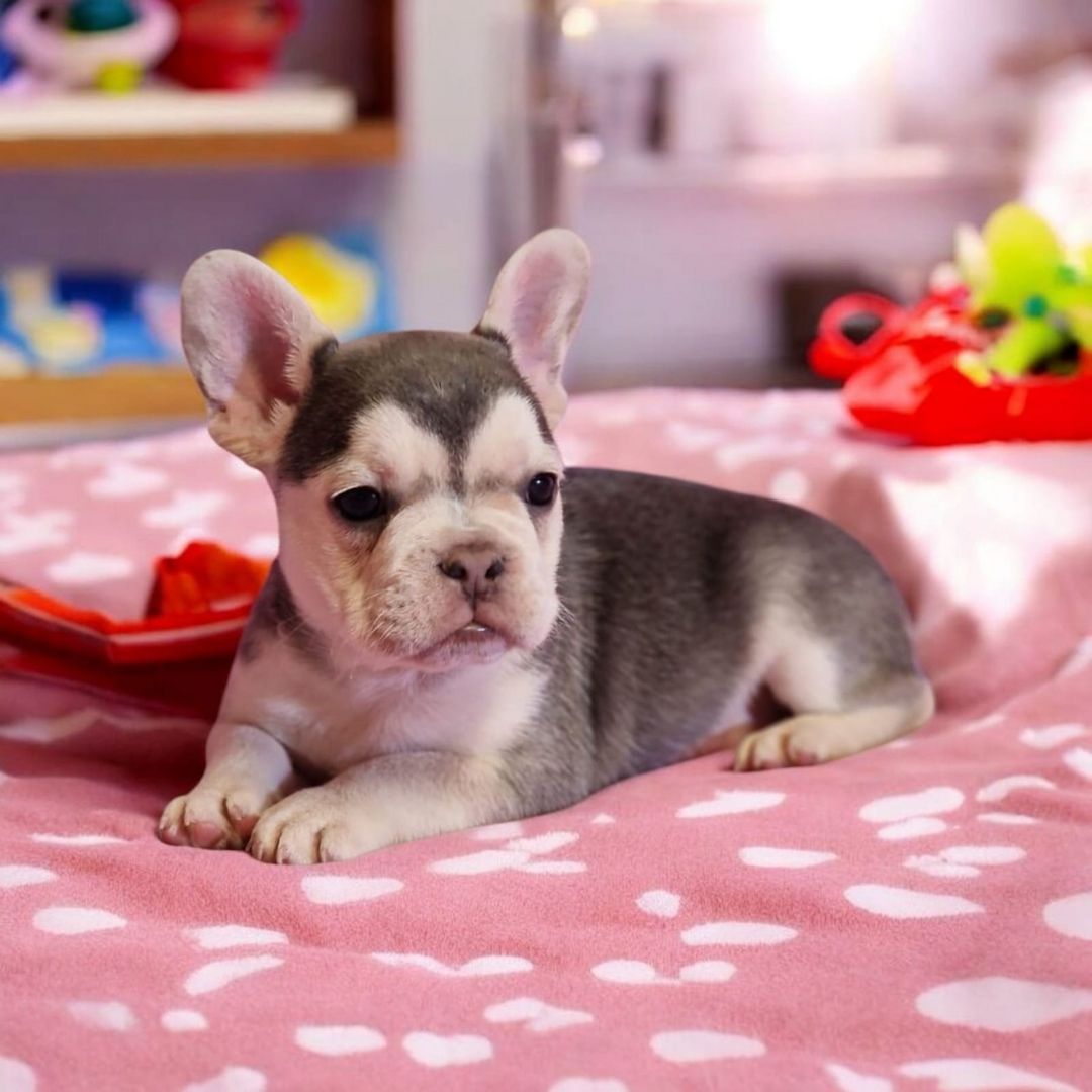 🐶 Französische Bulldoggen-Welpen mit seltenem Husky-Farbton 💎