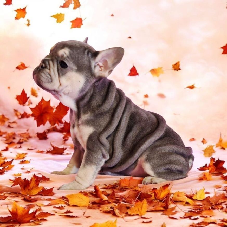 🐶 Französische Bulldoggen-Welpen mit seltenem Husky-Farbton 💎