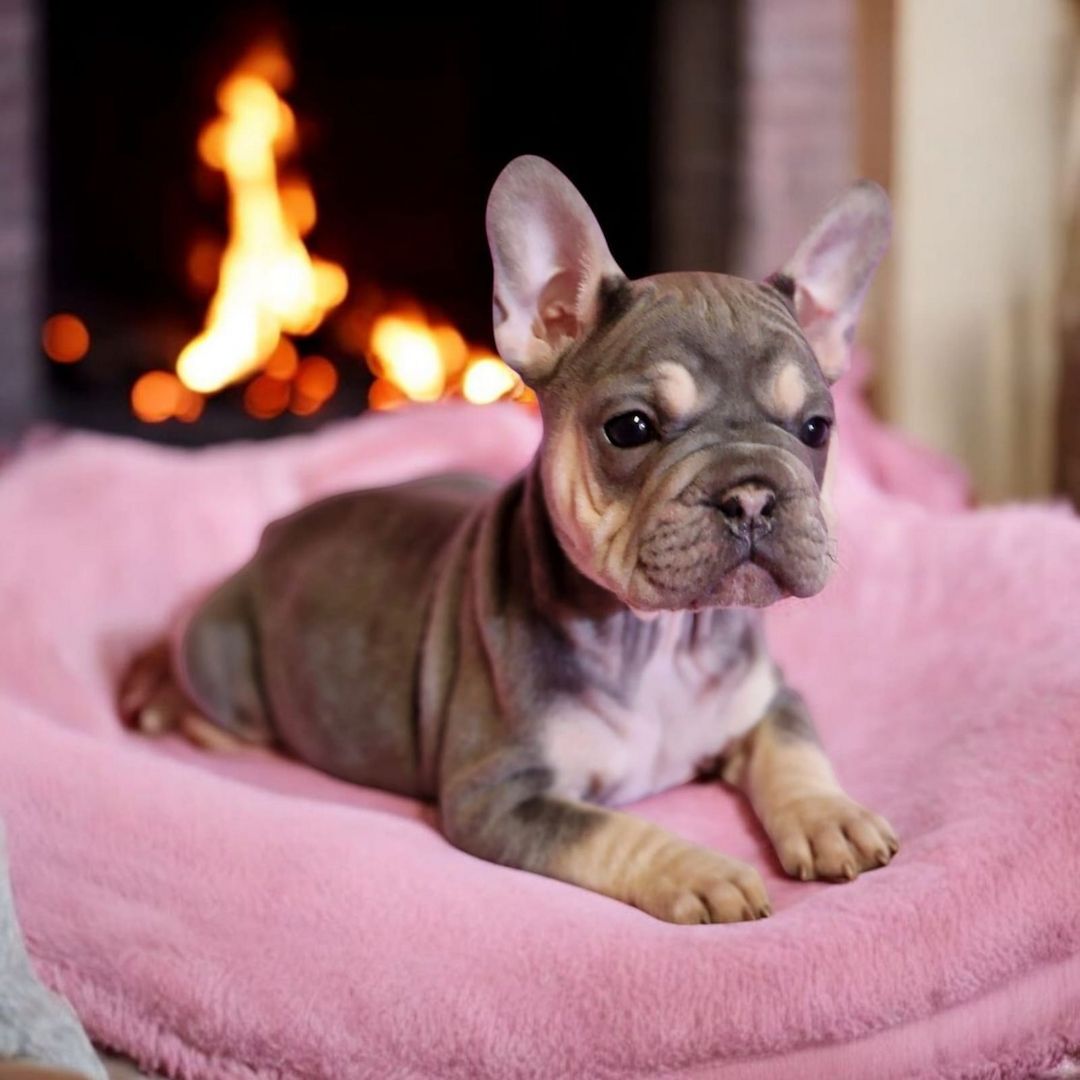 🐶 Französische Bulldoggen-Welpen mit seltenem Husky-Farbton 💎