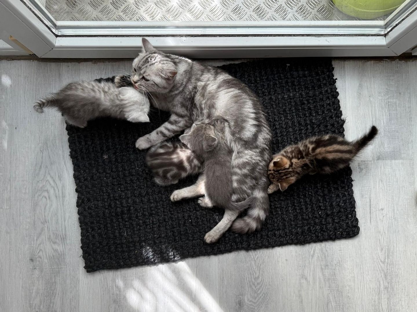 Einmalige Chance: Traumhafte BKH/BLH-Mix „Plüschbärchen“ in liebevolle Hände (Hamburg & Umgebung)