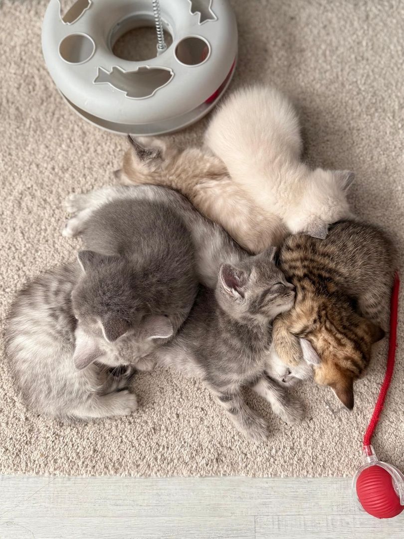 Einmalige Chance: Traumhafte BKH/BLH-Mix „Plüschbärchen“ in liebevolle Hände (Hamburg & Umgebung)