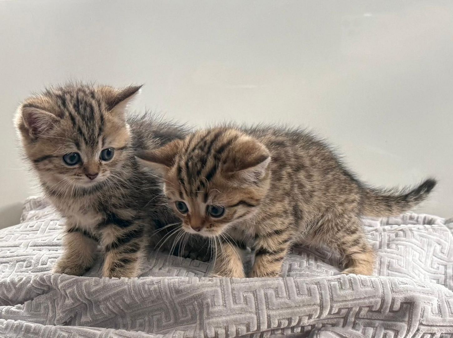 Einmalige Chance: Traumhafte BKH/BLH-Mix „Plüschbärchen“ in liebevolle Hände (Hamburg & Umgebung)