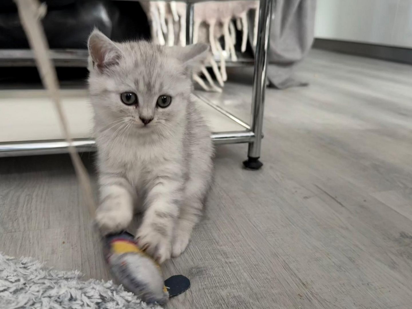 Einmalige Chance: Traumhafte BKH/BLH-Mix „Plüschbärchen“ in liebevolle Hände (Hamburg & Umgebung)