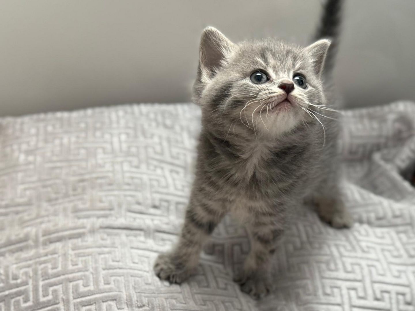 Einmalige Chance: Traumhafte BKH/BLH-Mix „Plüschbärchen“ in liebevolle Hände (Hamburg & Umgebung)