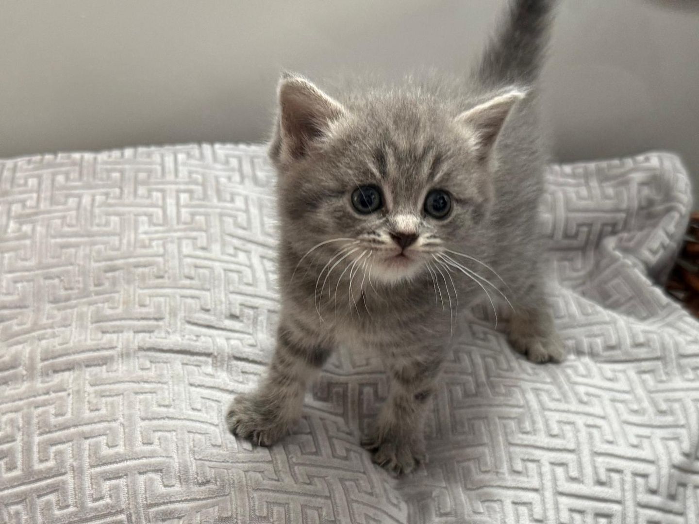 Einmalige Chance: Traumhafte BKH/BLH-Mix „Plüschbärchen“ in liebevolle Hände (Hamburg & Umgebung)