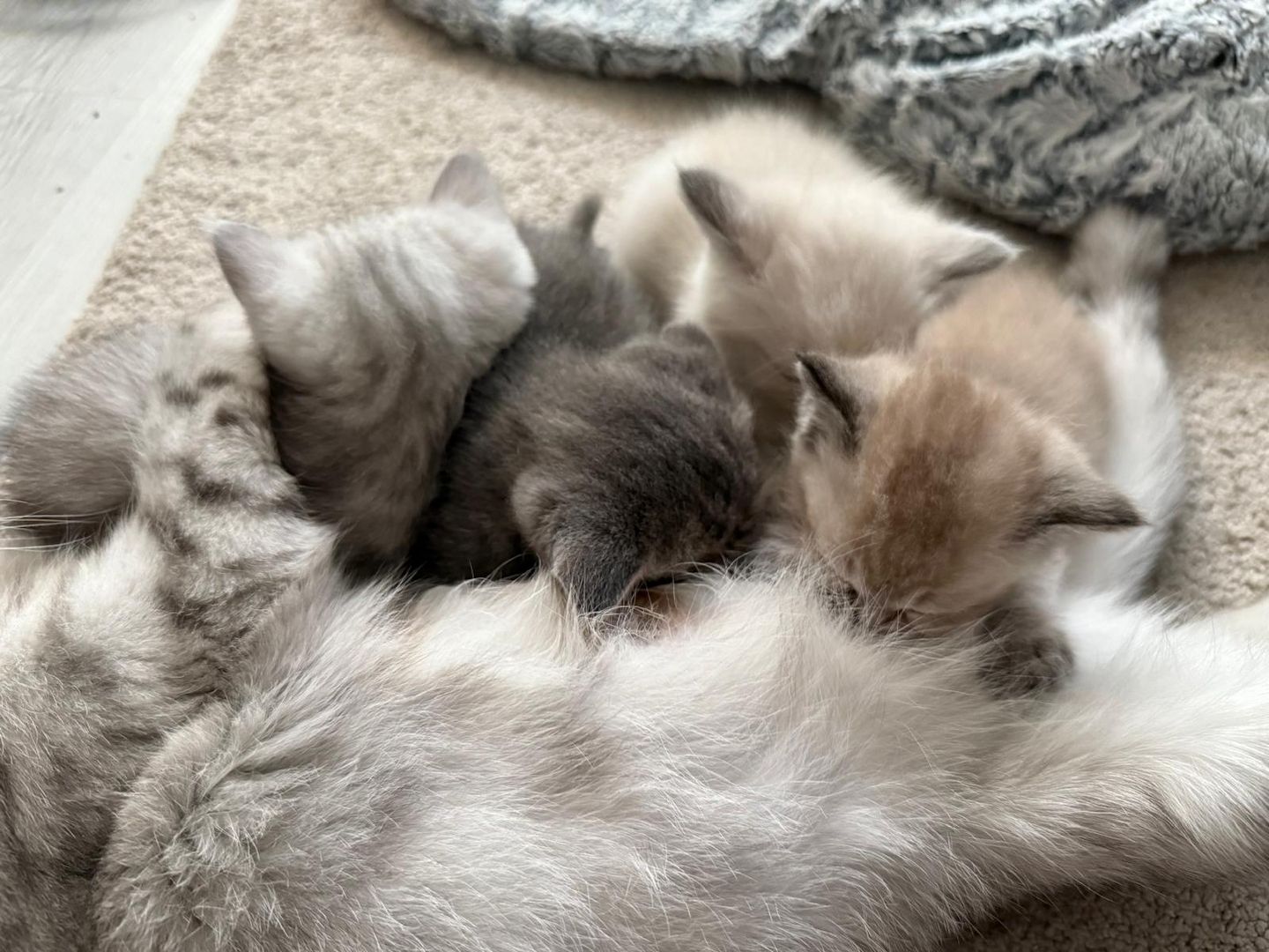 Einmalige Chance: Traumhafte BKH/BLH-Mix „Plüschbärchen“ in liebevolle Hände (Hamburg & Umgebung)