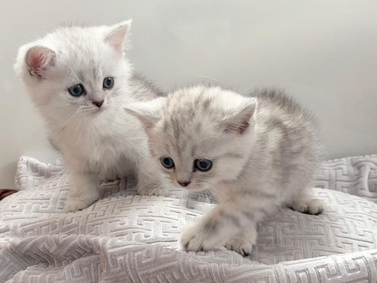 Einmalige Chance: Traumhafte BKH/BLH-Mix „Plüschbärchen“ in liebevolle Hände (Hamburg & Umgebung)