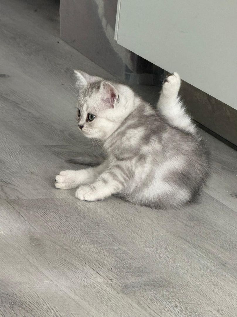 Einmalige Chance: Traumhafte BKH/BLH-Mix „Plüschbärchen“ in liebevolle Hände (Hamburg & Umgebung)