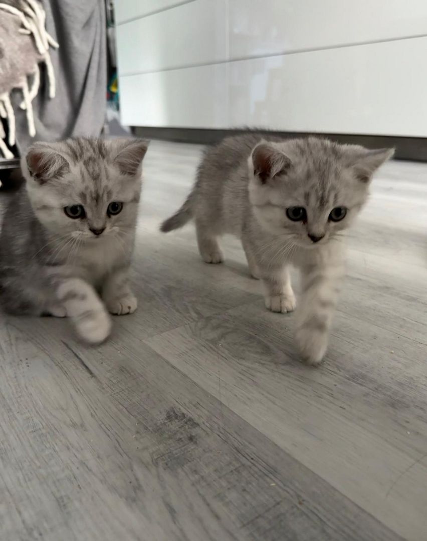 Einmalige Chance: Traumhafte BKH/BLH-Mix „Plüschbärchen“ in liebevolle Hände (Hamburg & Umgebung)