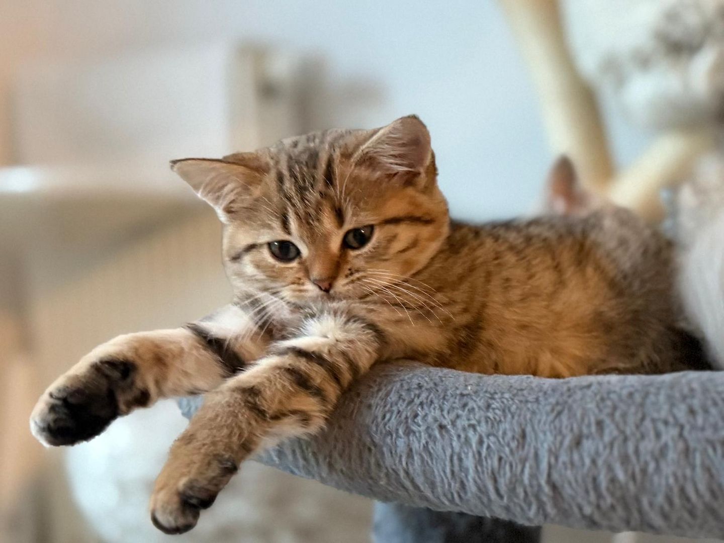 Einmalige Chance: Traumhafte BKH/BLH-Mix „Plüschbärchen“ in liebevolle Hände (Hamburg & Umgebung)