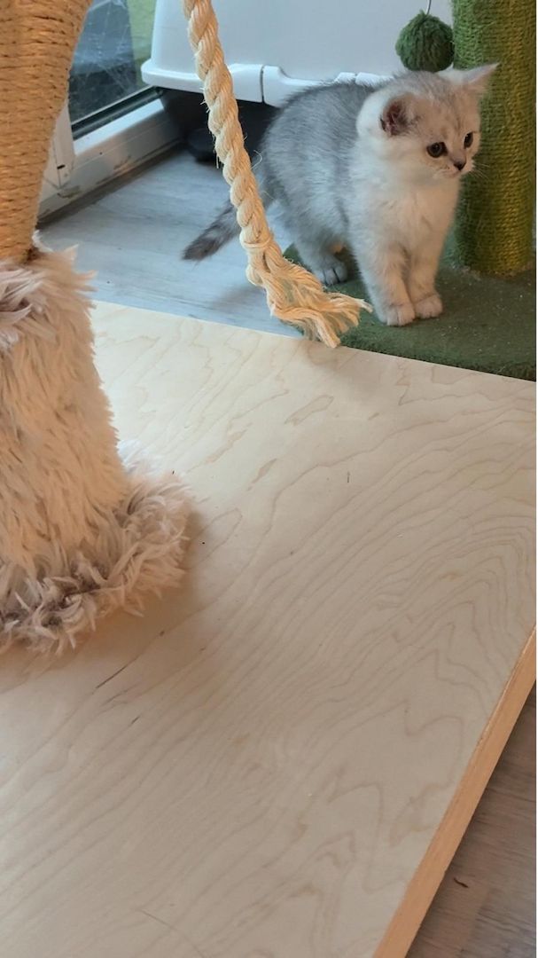 Einmalige Chance: Traumhafte BKH/BLH-Mix „Plüschbärchen“ in liebevolle Hände (Hamburg & Umgebung)