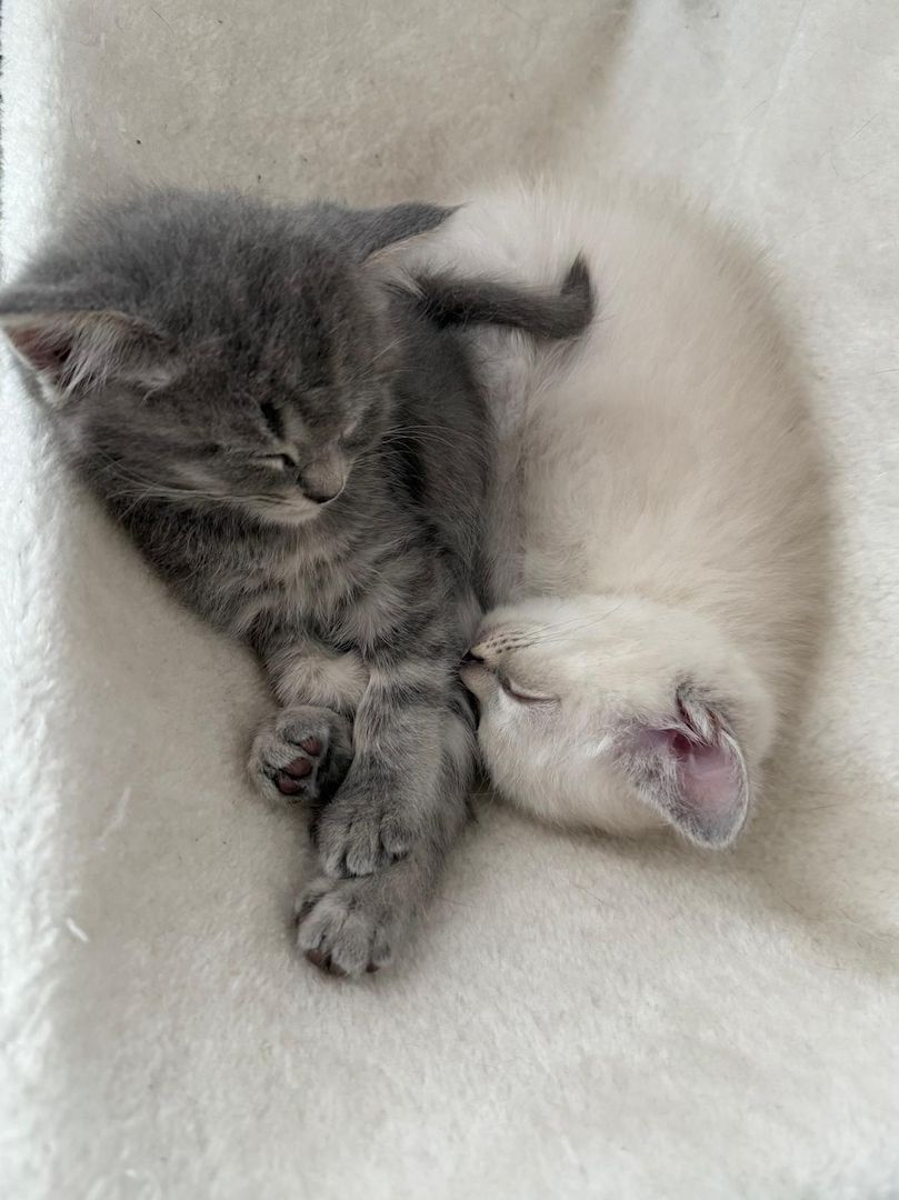 Einmalige Chance: Traumhafte BKH/BLH-Mix „Plüschbärchen“ in liebevolle Hände (Hamburg & Umgebung)