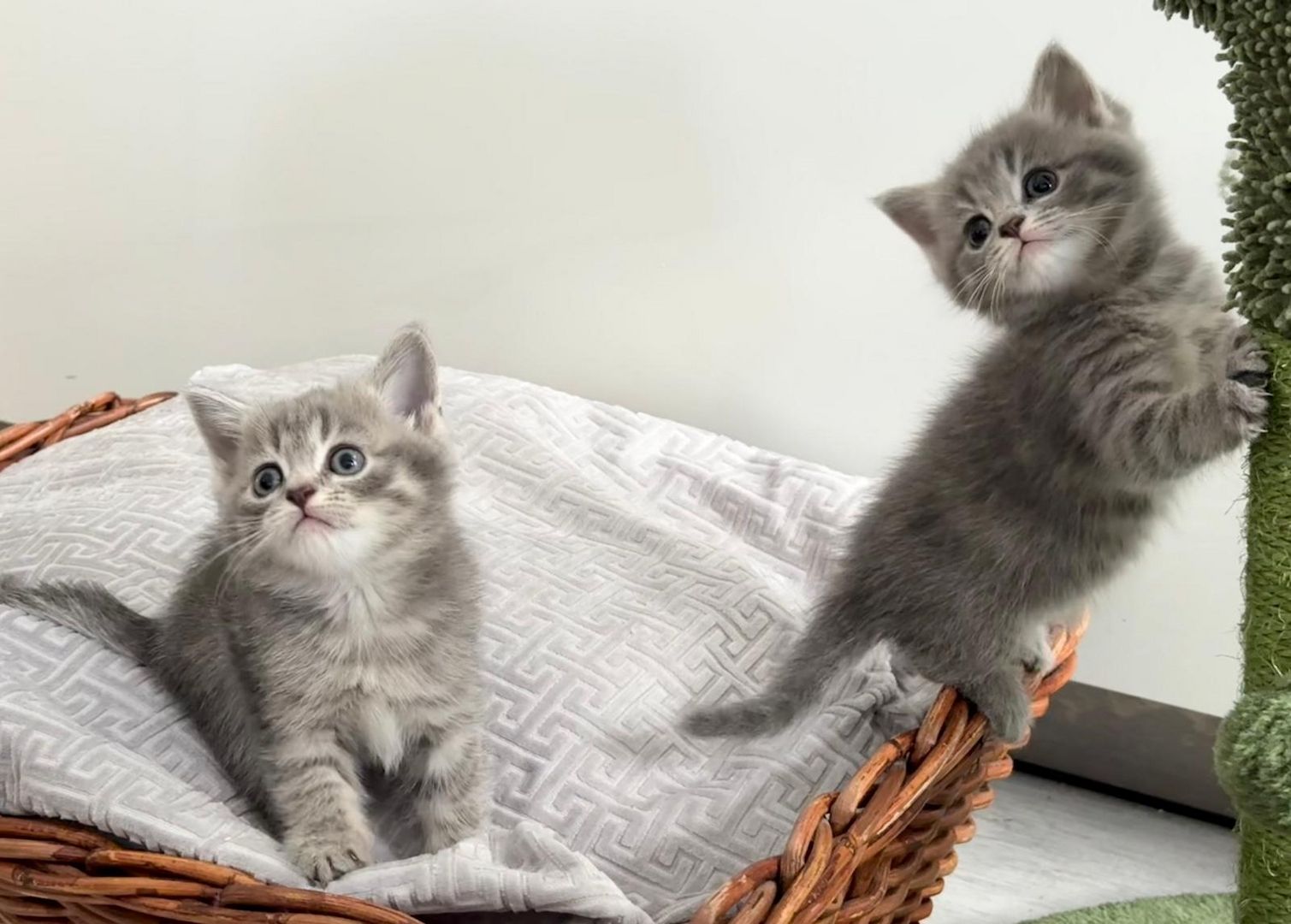 Einmalige Chance: Traumhafte BKH/BLH-Mix „Plüschbärchen“ in liebevolle Hände (Hamburg & Umgebung)