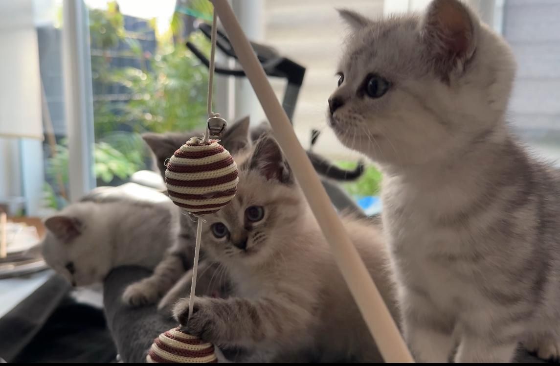 Einmalige Chance: Traumhafte BKH/BLH-Mix „Plüschbärchen“ in liebevolle Hände (Hamburg & Umgebung)