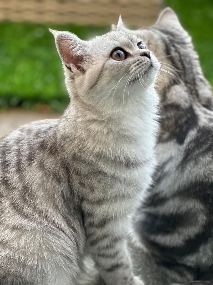 Einmalige Chance: Traumhafte BKH/BLH-Mix „Plüschbärchen“ in liebevolle Hände (Hamburg & Umgebung)