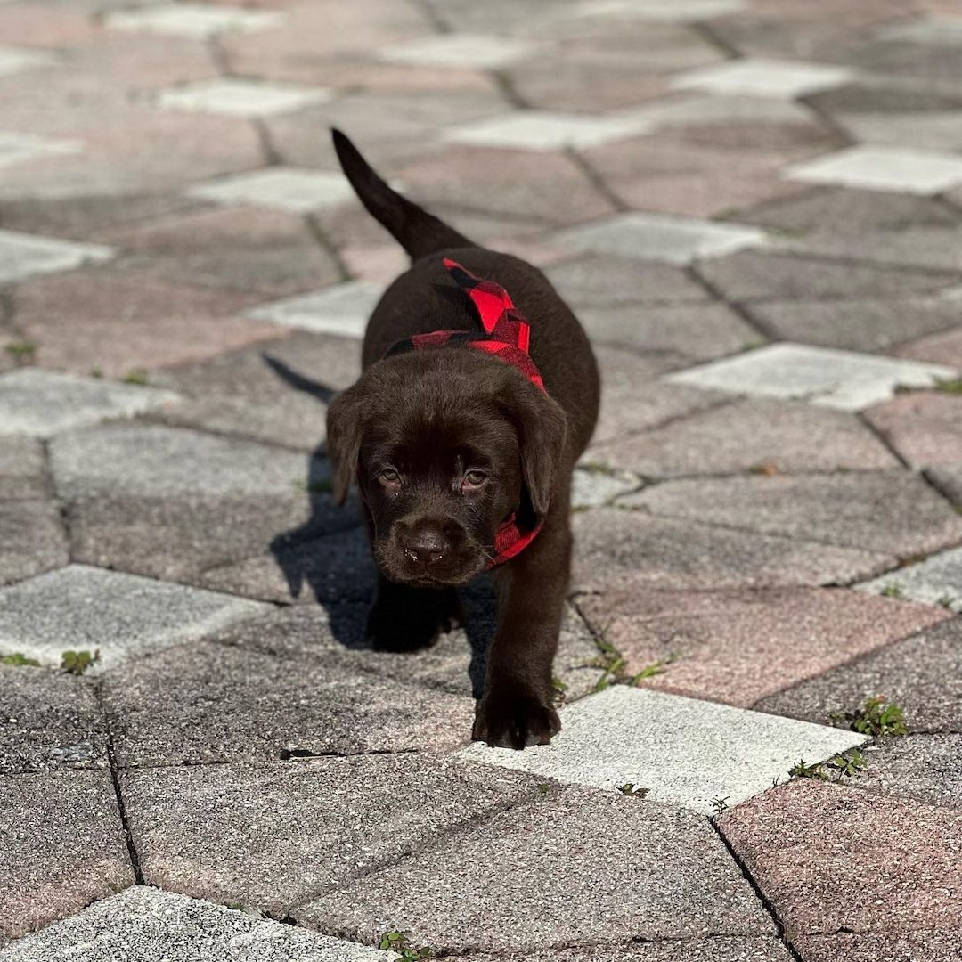Wunderschöne Labrador Retriever Welpen zu verkaufen Wunderschöne Labrador Retriever Welpen zu verkaufen