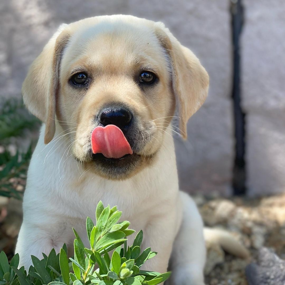 Wunderschöne Labrador Retriever Welpen zu verkaufen Wunderschöne Labrador Retriever Welpen zu verkaufen