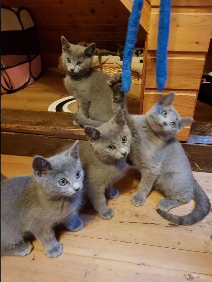 Russisch Blau Kitten reinrassig