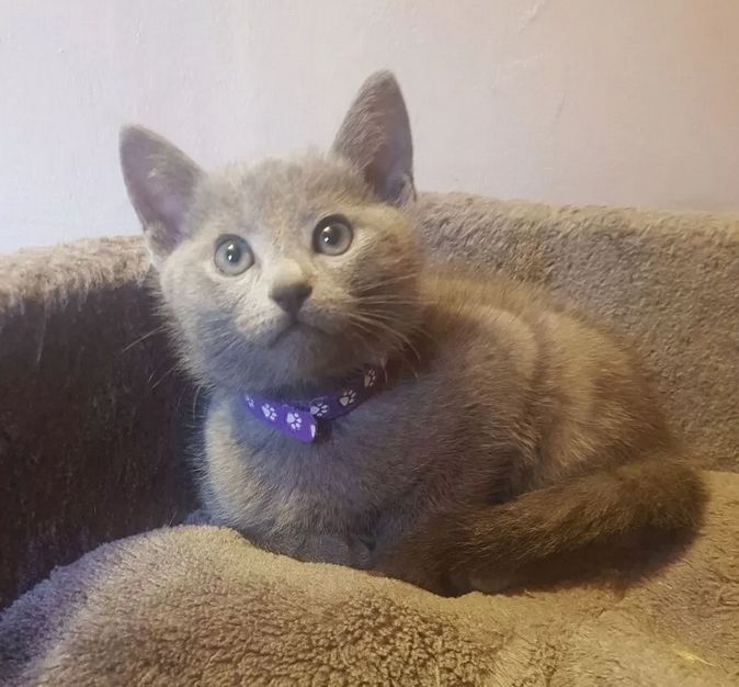 Russisch Blau Kitten reinrassig