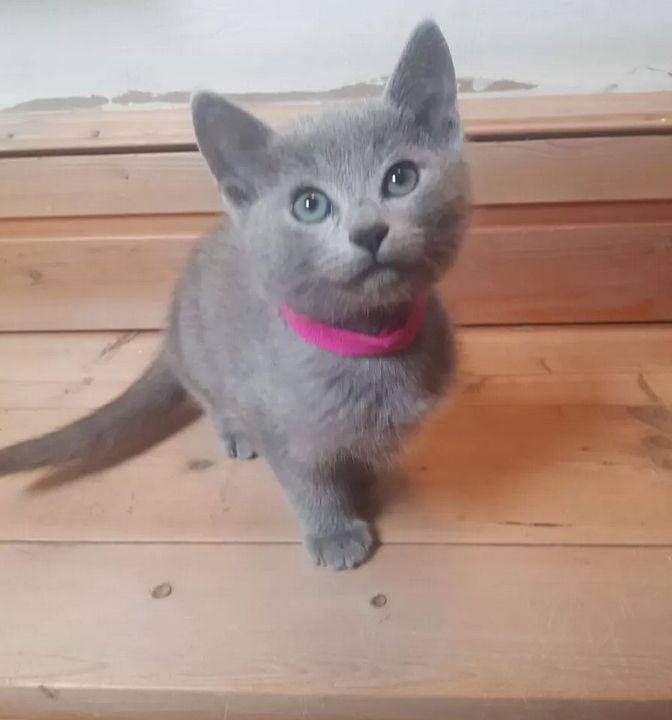 Russisch Blau Kitten reinrassig