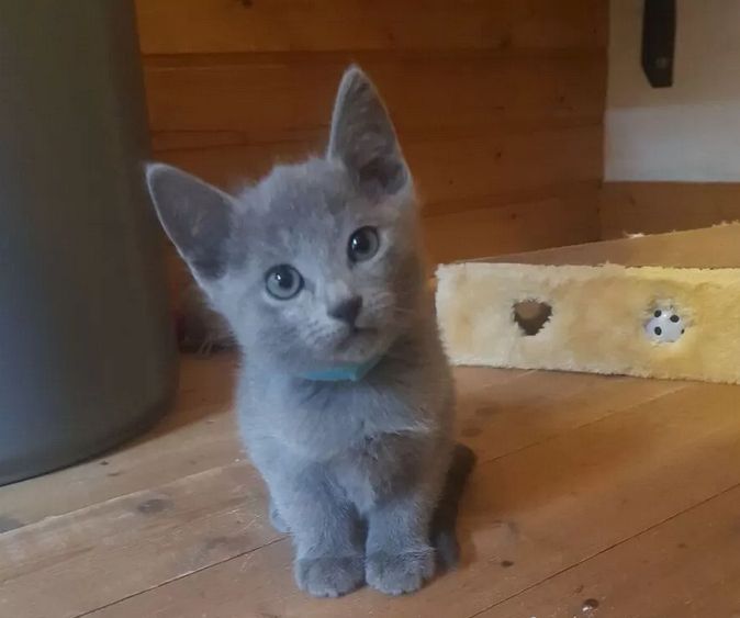 Russisch Blau Kitten reinrassig