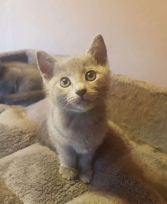 Russisch Blau Kitten reinrassig