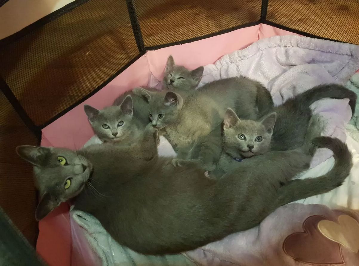 Russisch Blau Kitten reinrassig