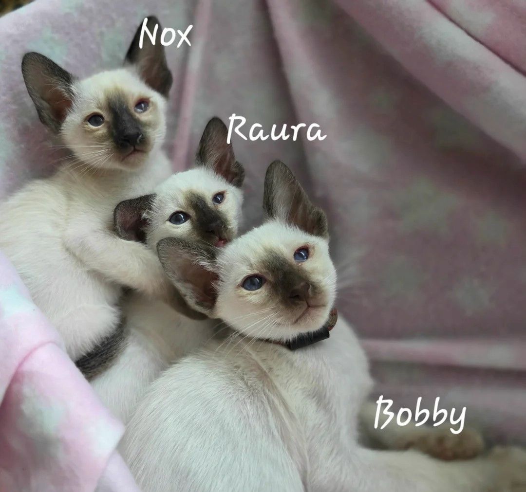 2 wunderschöne Siamkätzchen zu verkaufen.