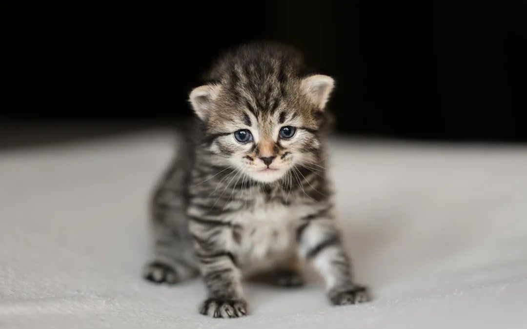 Außergewöhnliche traditionelle sibirische Kätzchen