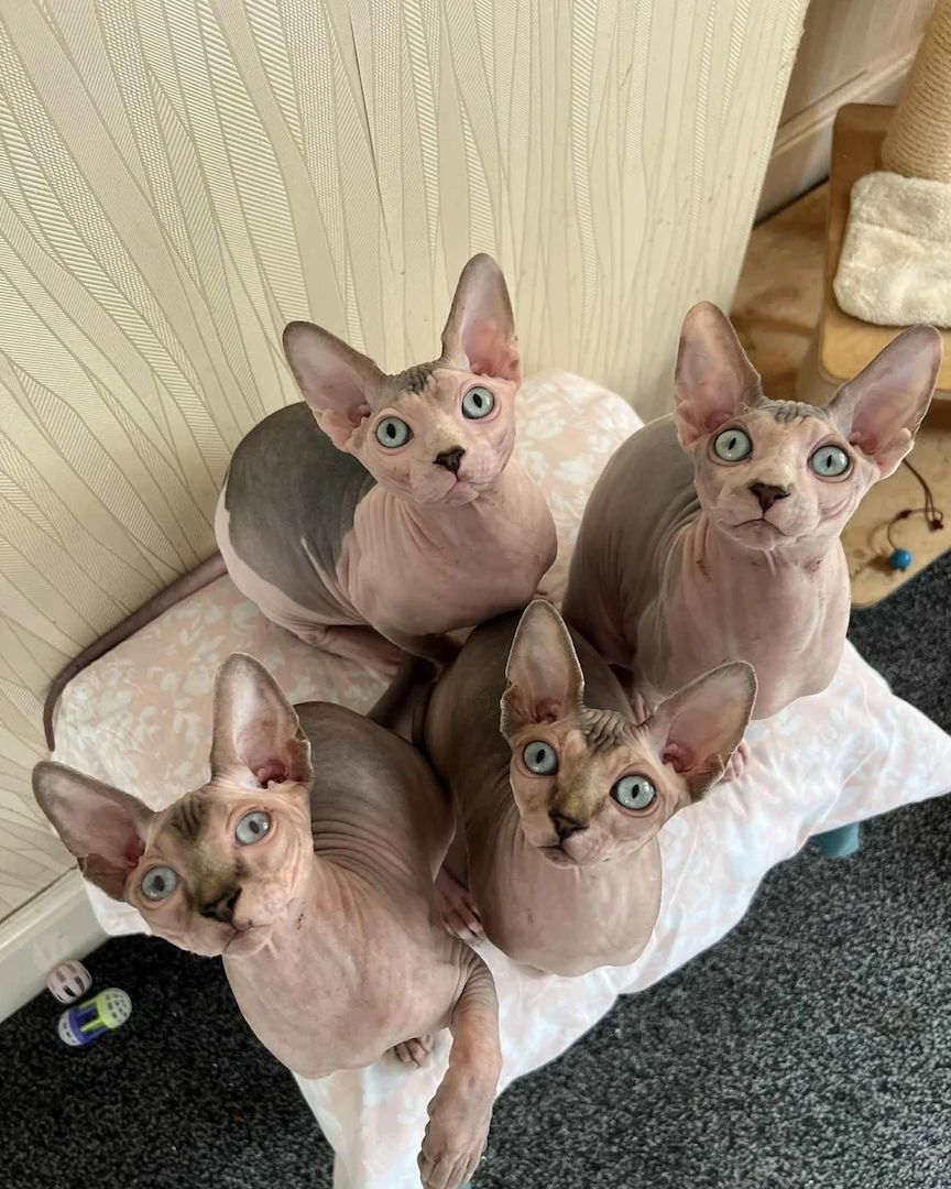 4 wunderschöne Sphynx-Kätzchen verfügbar