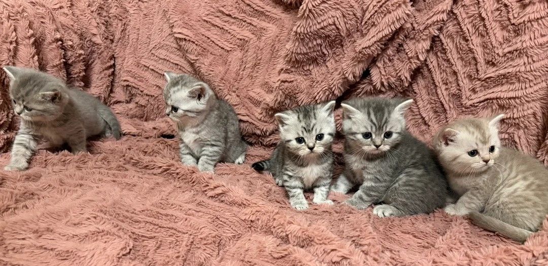 6 wunderschöne Perserkätzchen