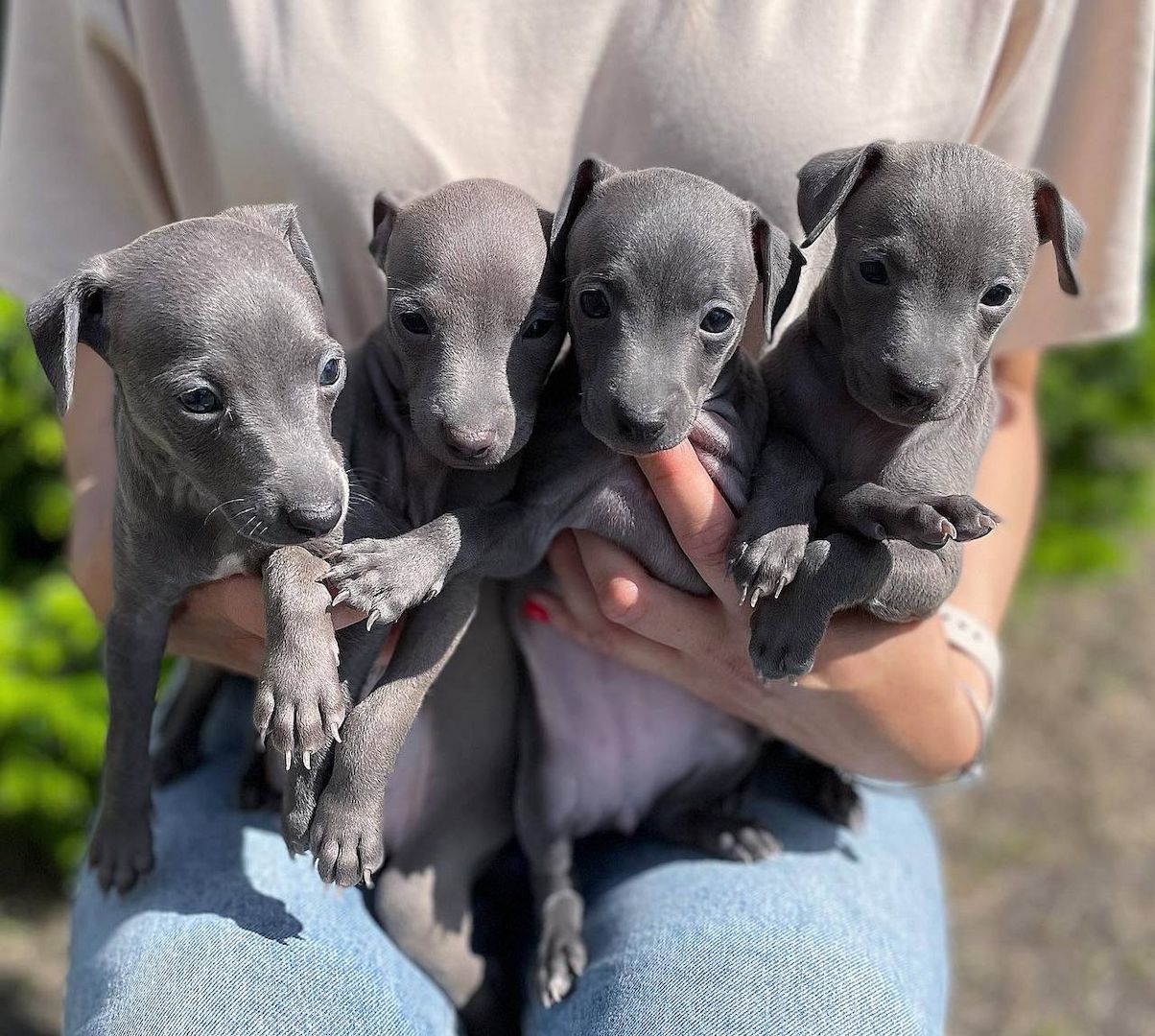 Italienische Windspielwelpen