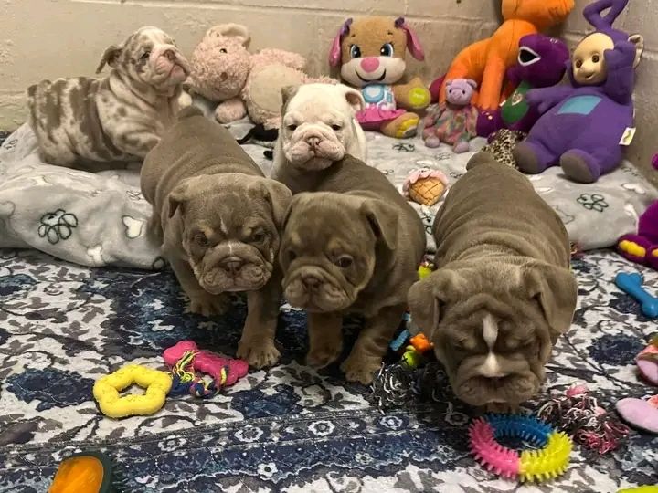Wunderschöne englische Bulldoggenwelpen (eleuterioengongaobamamikue6@gmail.com )
